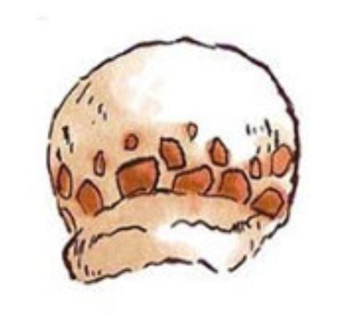 海贼王中出现的帽子,海贼王燃烧意志等级可以继承吗