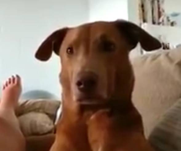 狗狗被孕妈肚子里的宝宝踢了一脚,狗狗怀孕宝宝踢肚子会生吗