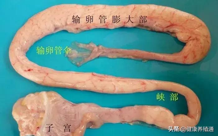 家禽疾病的常用诊断方式有哪些,家禽常见疾病及检测方法书籍