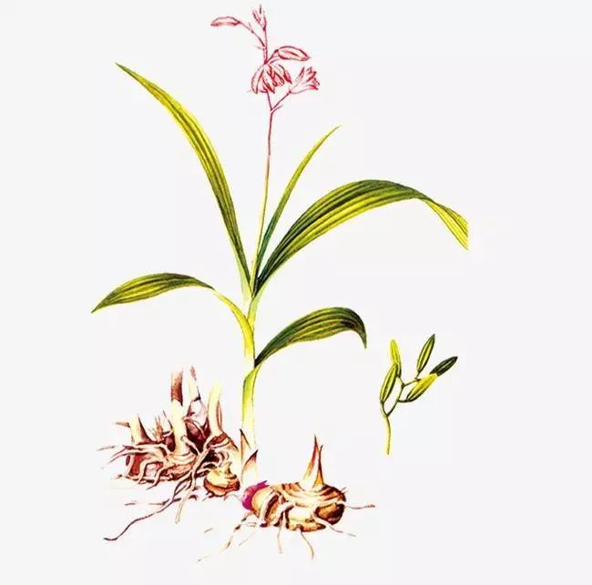 中药材白蔹与白蔹是一种药材吗,白僵蚕白芨白蒺藜白蔹放在一起