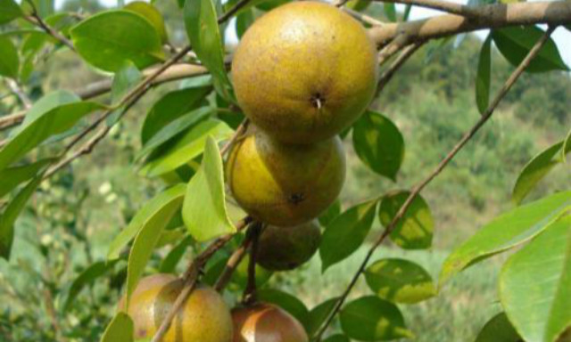 为什么西方都爱吃橄榄油,为什么东方橄榄油比较好