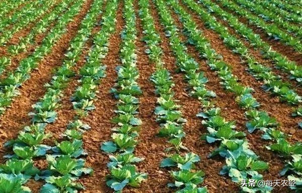 面临重茬，我们怎么办？（实用好文）