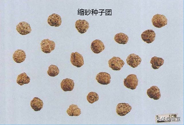 砂仁的好与坏的识别,如何辨别砂仁的真假