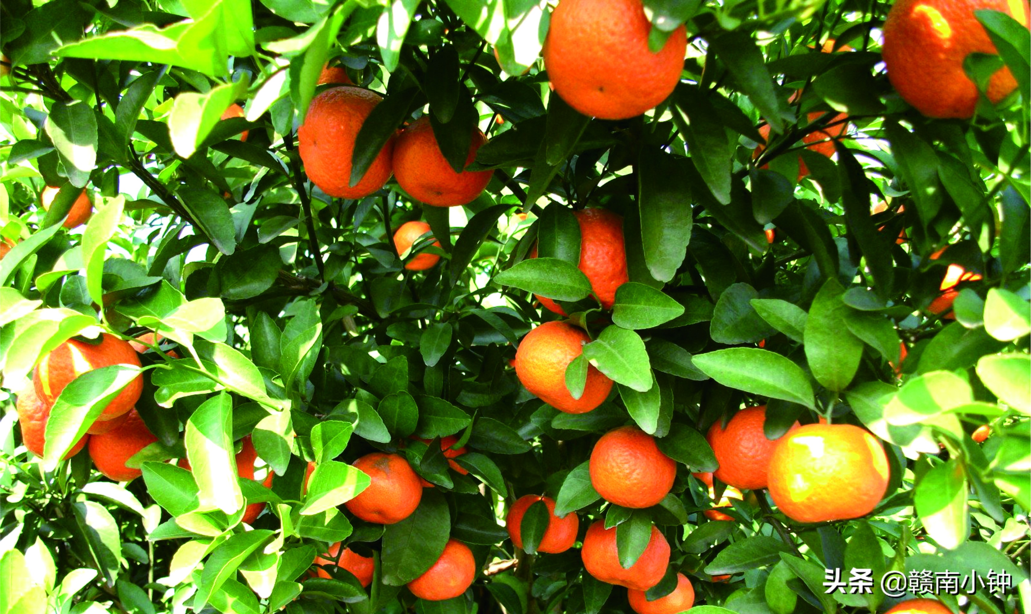 沙糖桔要多少钱一斤才保本,新发地沙糖桔批发市场今日价格