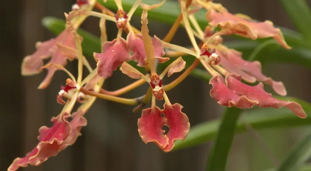 致富经：一株草要价上百万？兰花让我一夜暴富