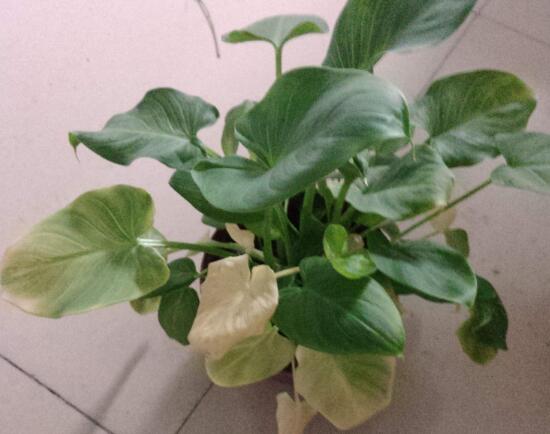 马蹄莲鲜切花花朵发黄焦边干枯,马蹄莲花蔫叶子发黄是什么原因