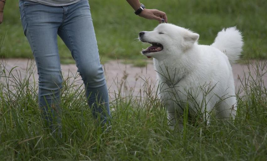 让狗狗开心的六件事｜铲屎官快码住吧