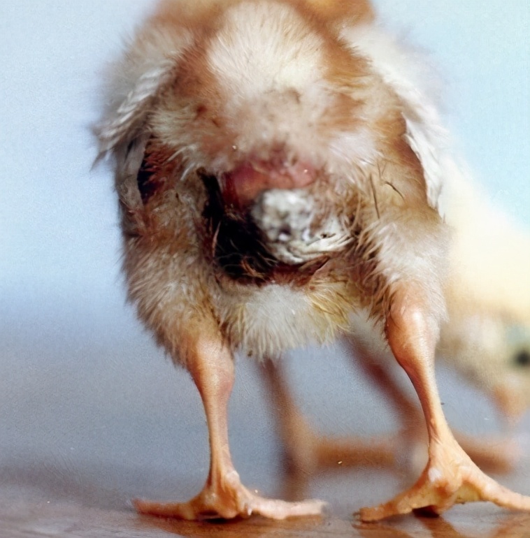 大鸡拉白稀屎用什么药治疗,鸡拉白屎是什么原因用什么药