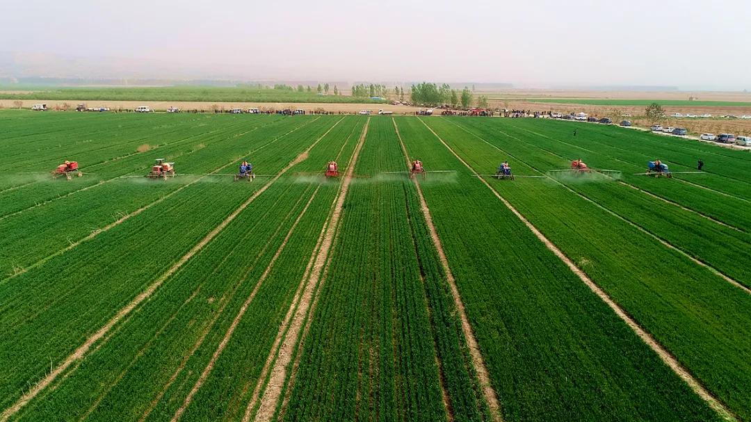 芮城大小事情,芮城现象