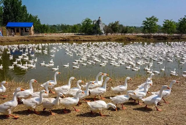 养种鹅下蛋为啥不挣钱,沙漠引进2000只大鹅除杂草