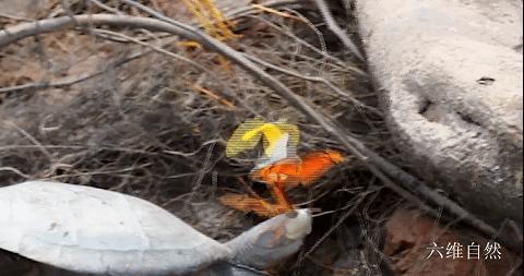 巴西龟竟然吃别的乌龟,大批巴西龟从河里爬出来