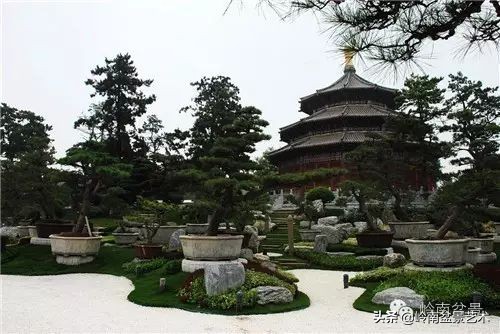 盆景修剪的八个常识,新手直播盆景入门基本知识