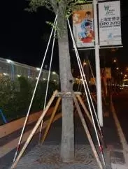 大树移植机视频大全,大树移植的正确方法