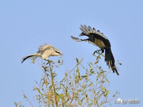 喜鹊和伯劳鸟大战,喜鹊在关键时还是出手相救
