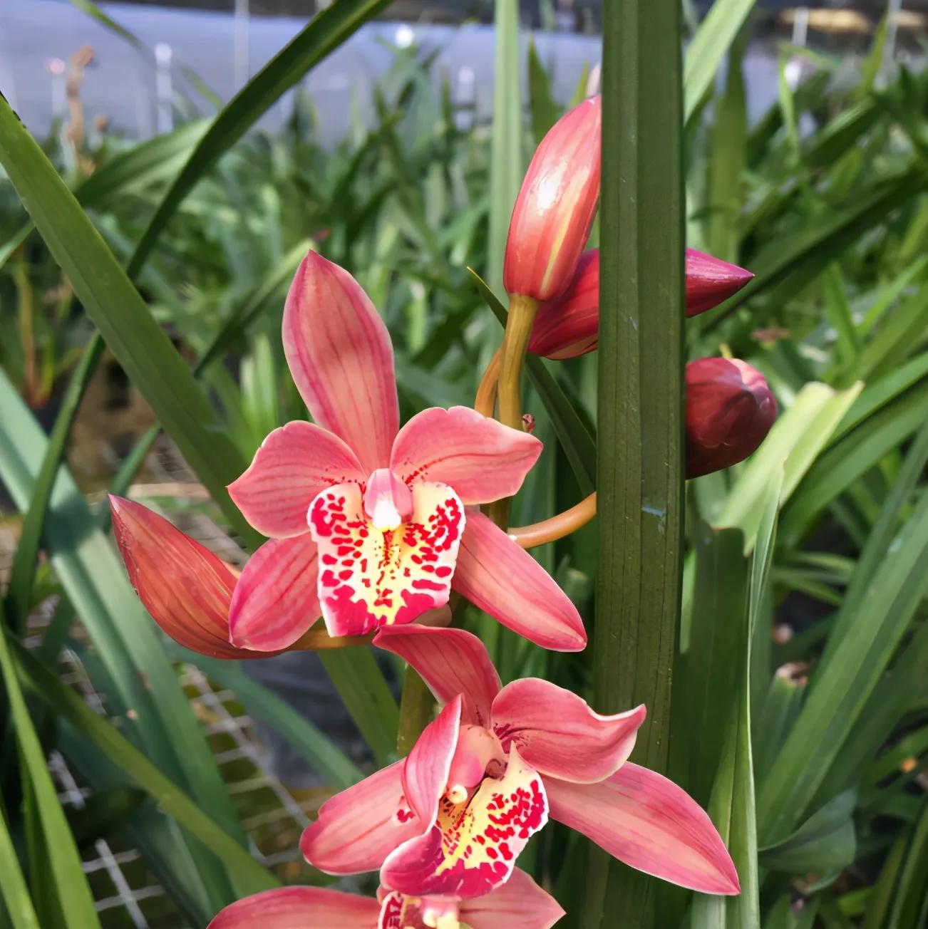 适合家养的兰花多少钱,适合家养的兰花品种图片