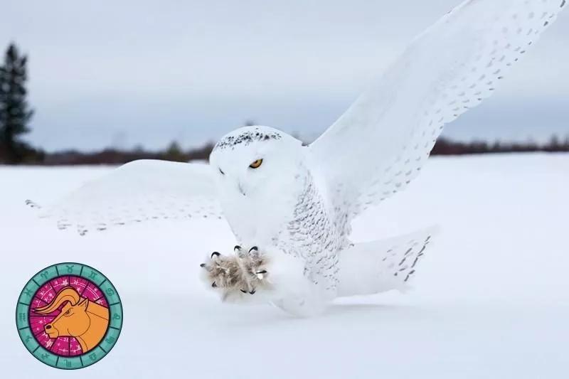 十二星座运势野兽,如何知道自己星座最适合的动物