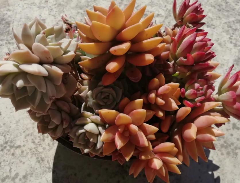 多肉养出状态来有多美？这102种多肉控养上色之后美呆了