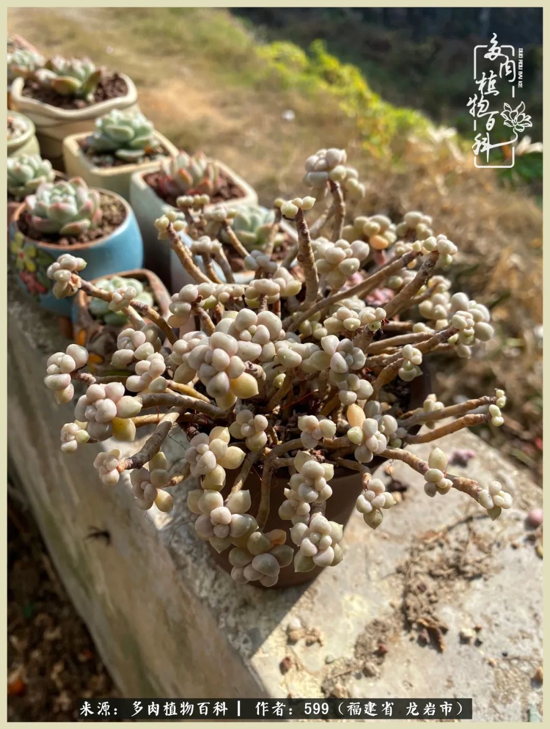 生活需要努力也需要花草,所有的热爱都需要不遗余力图片