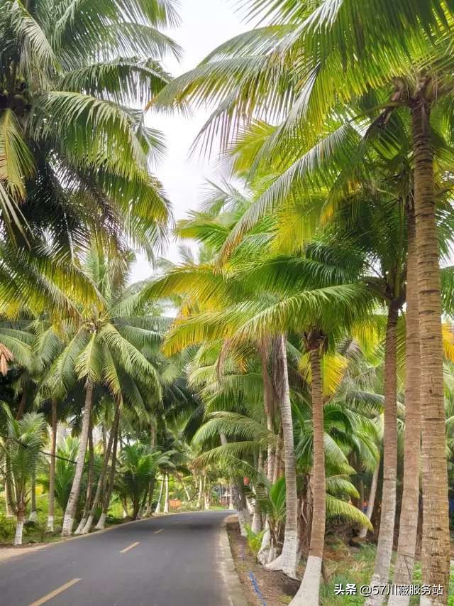 海南环岛骑行东线,海南西线环岛高速全程