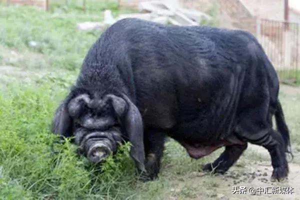 名猪大集合,看看你认识几个?