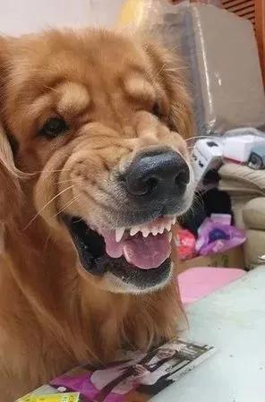 一只易怒的金毛会有多可怕,大金毛能有多温顺