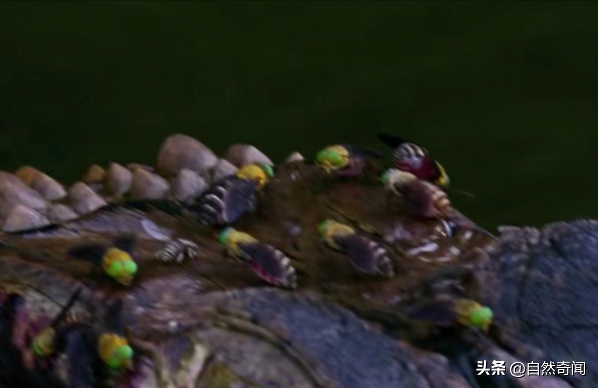 亚马逊十大凶猛植物,巴西亚马逊热带雨林动植物