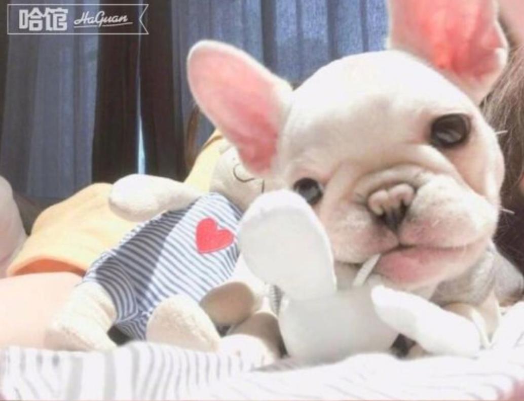 你家法斗是怎么样的,法斗突然撅屁股是怎么回事