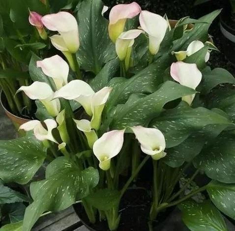 马蹄莲是马蹄开的花吗图片,叶子像马蹄的植物马蹄莲