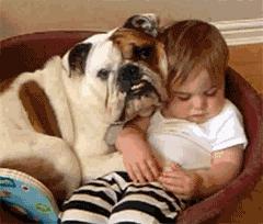 让狗狗带娃是什么体验?狗狗:“我为这个家操碎了心!”