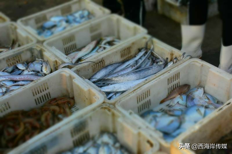 渔港青岛,胶南琅琊海鲜码头最新消息