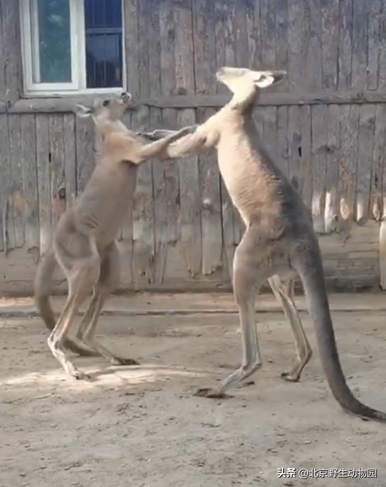 袋鼠摇手完整,袋鼠摇手是指定动作吗