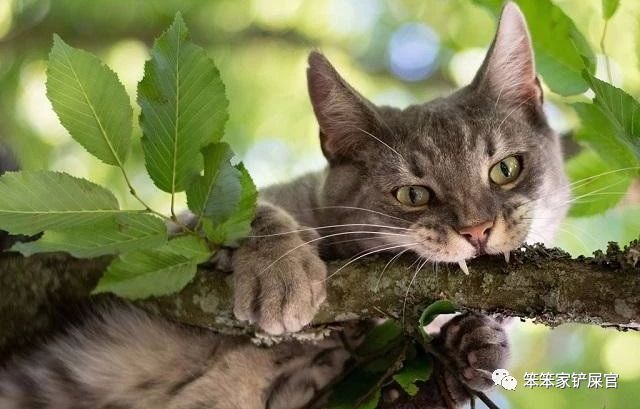 猫异食癖啃纸箱,猫咪喜欢吃塑料袋是缺啥