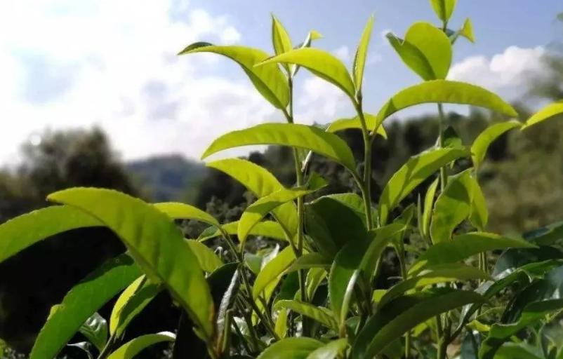 秋茶优点,春水秋香和春茶秋茶的区别