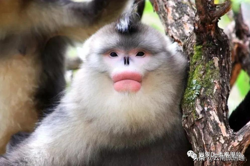 最好的风景在路上云南,有一种山叫云南的山