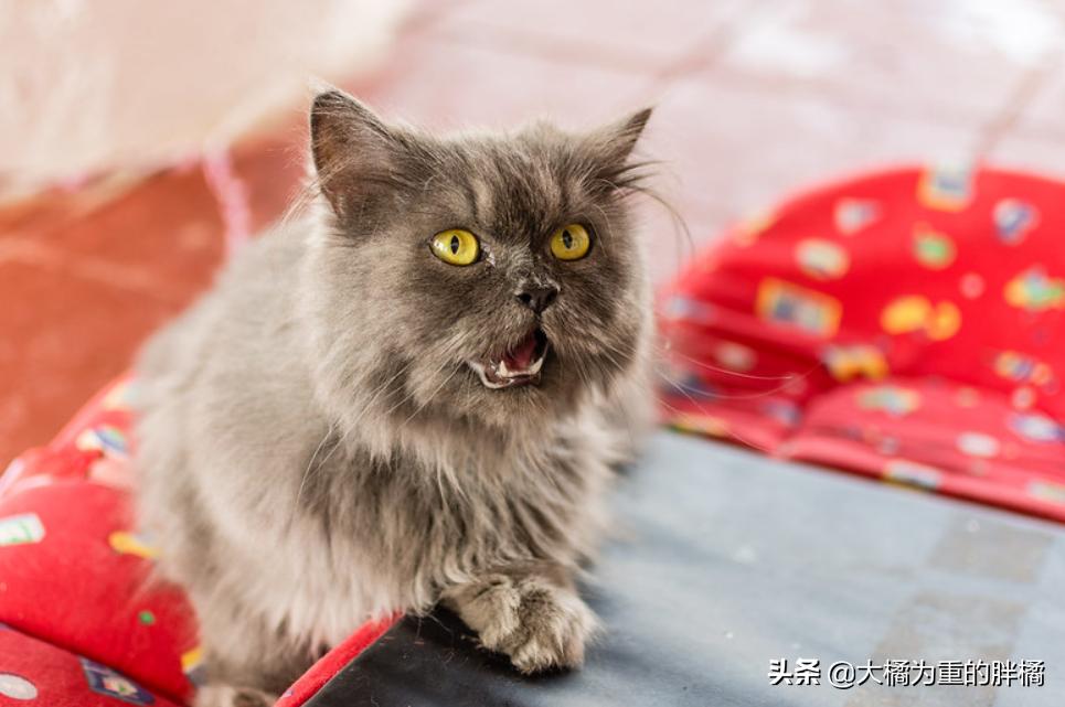 管教猫咪时猫咪生气怎么办,如何让猫咪知道铲屎官生气了