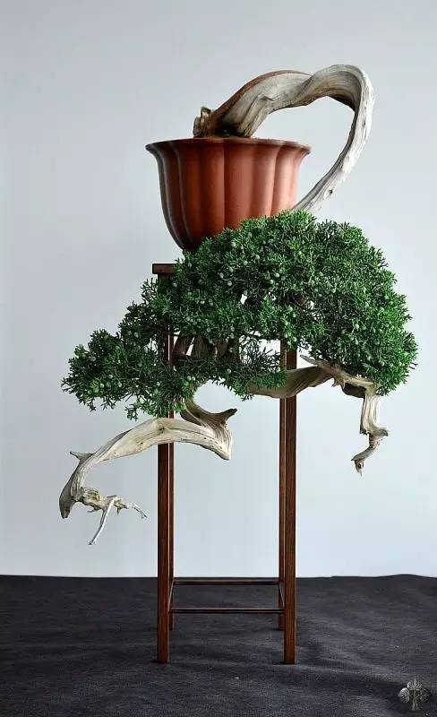 盆栽黄叶怎么解决补充什么肥,盆景黄叶怎么办