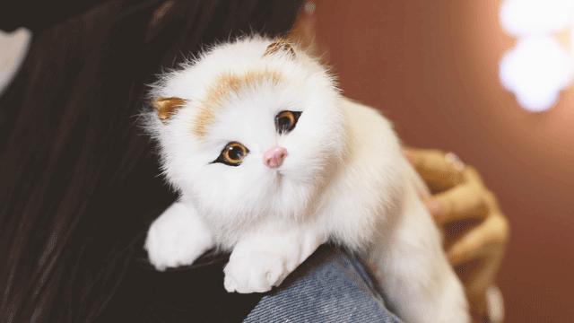 @所有猫控！万菱汇「猫咪美妆店」，任吸任摸！还有GD限量同款