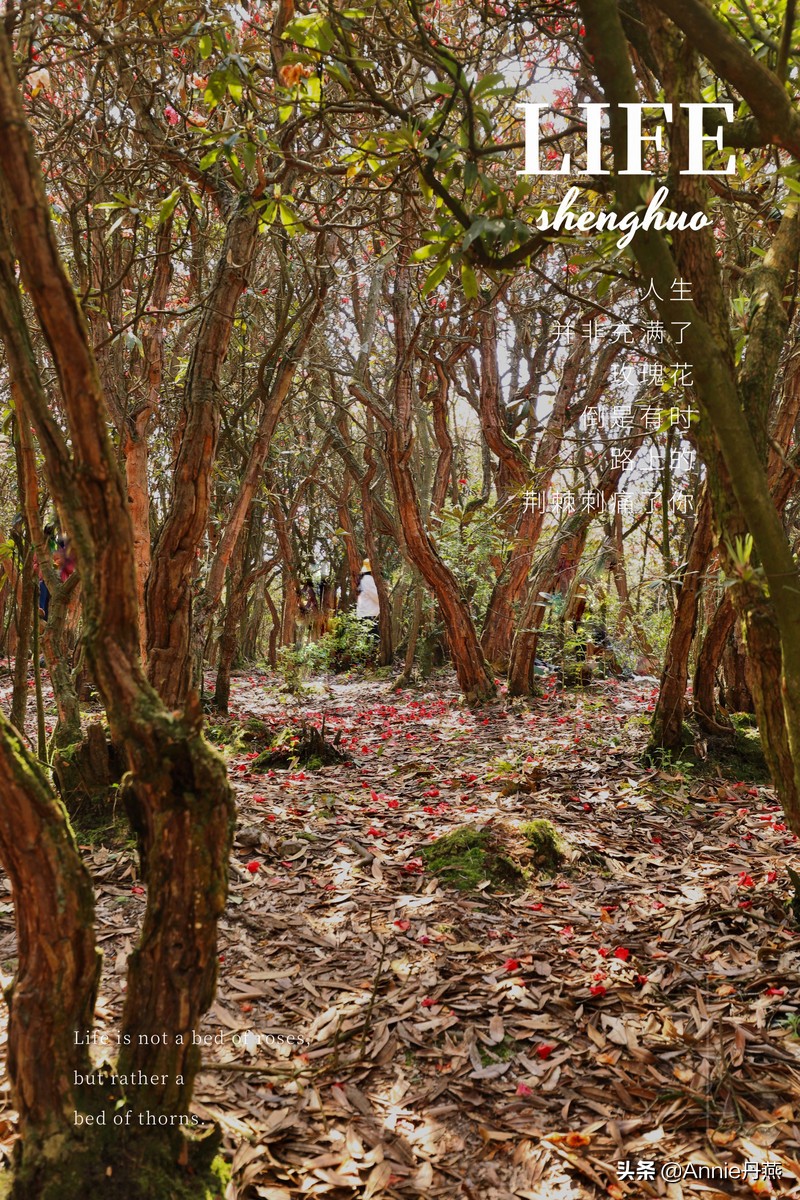 百里杜鹃花开如海,百里杜鹃百里盛开