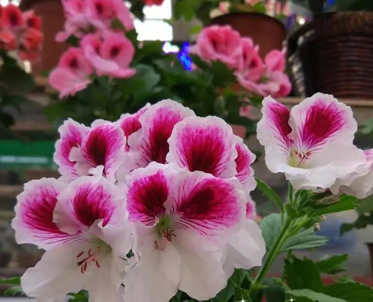 10种天竺葵,天竺葵100种图片大全