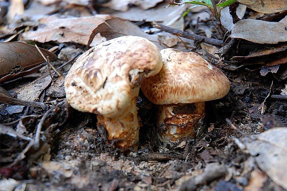 一文读懂世界各国税收,全球最好的松茸是哪里的