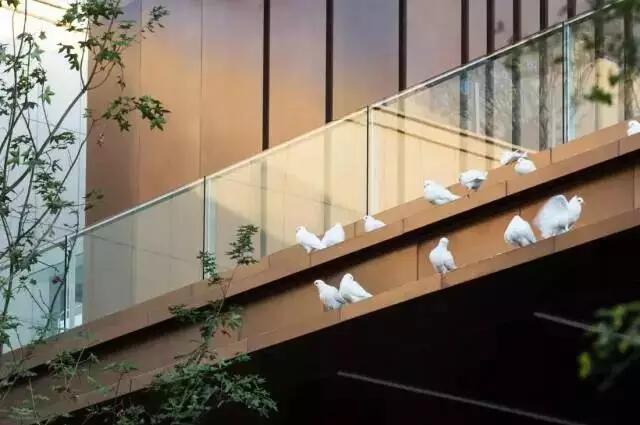 重庆铂悦澜庭夜景,重庆铂悦澜庭鸟瞰图