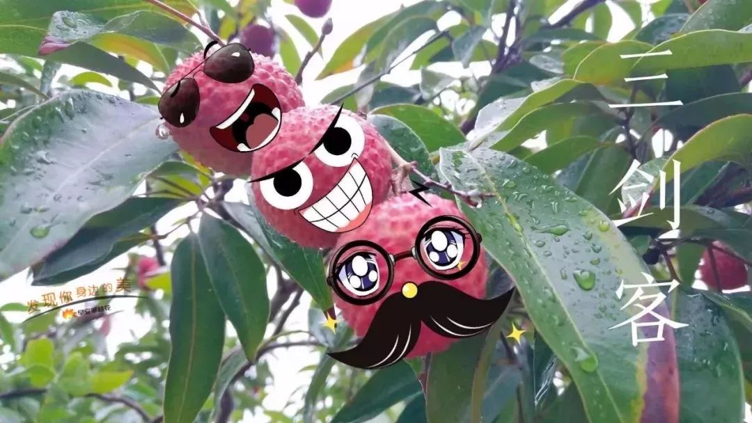 好吃的攀枝花当季新鲜水果 (攀枝花这两天特色水果)