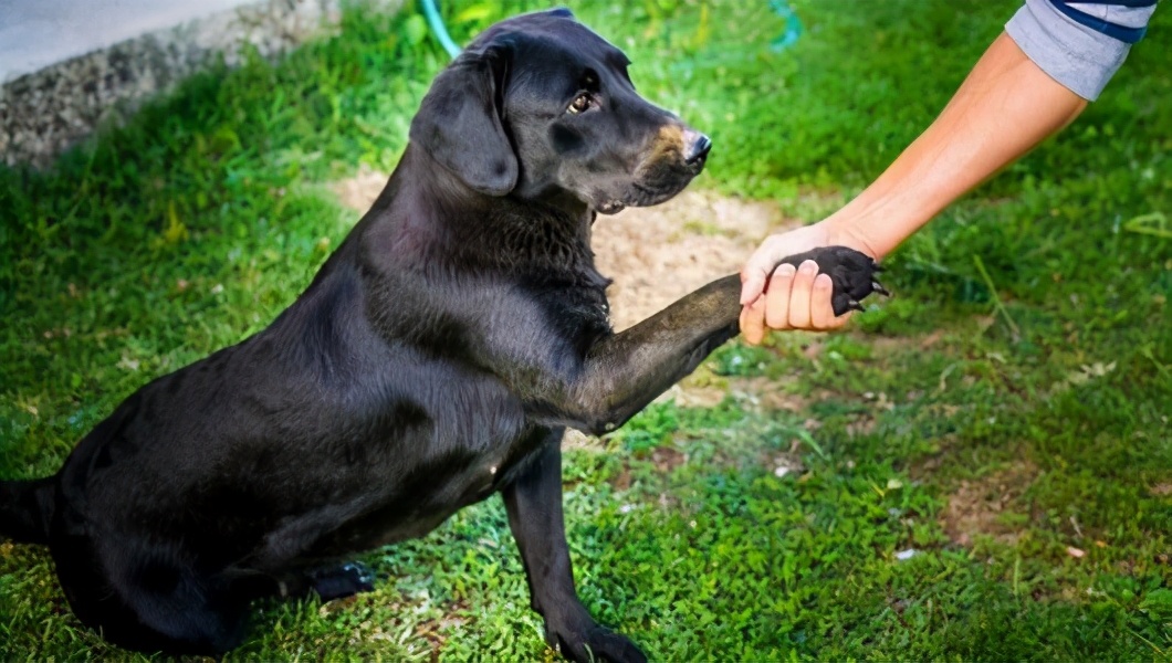 拉布拉多老了长啥样,拉布拉多老了还会怀孕吗
