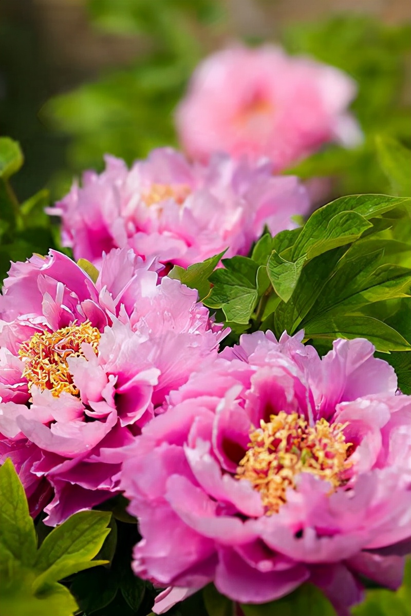 代表中国的国花有哪些,中国的各国的国花是什么花