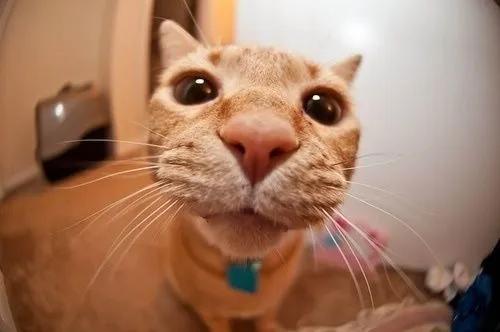 喵星人眼睛肿了,猫咪眼疾手快