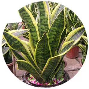 全部金木水火土五行五系植物介绍,五种植物代表五行