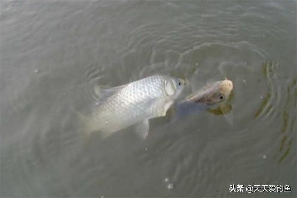 春季晴天钓鱼的技巧与方法,早春钓鱼技巧野钓鲫鱼
