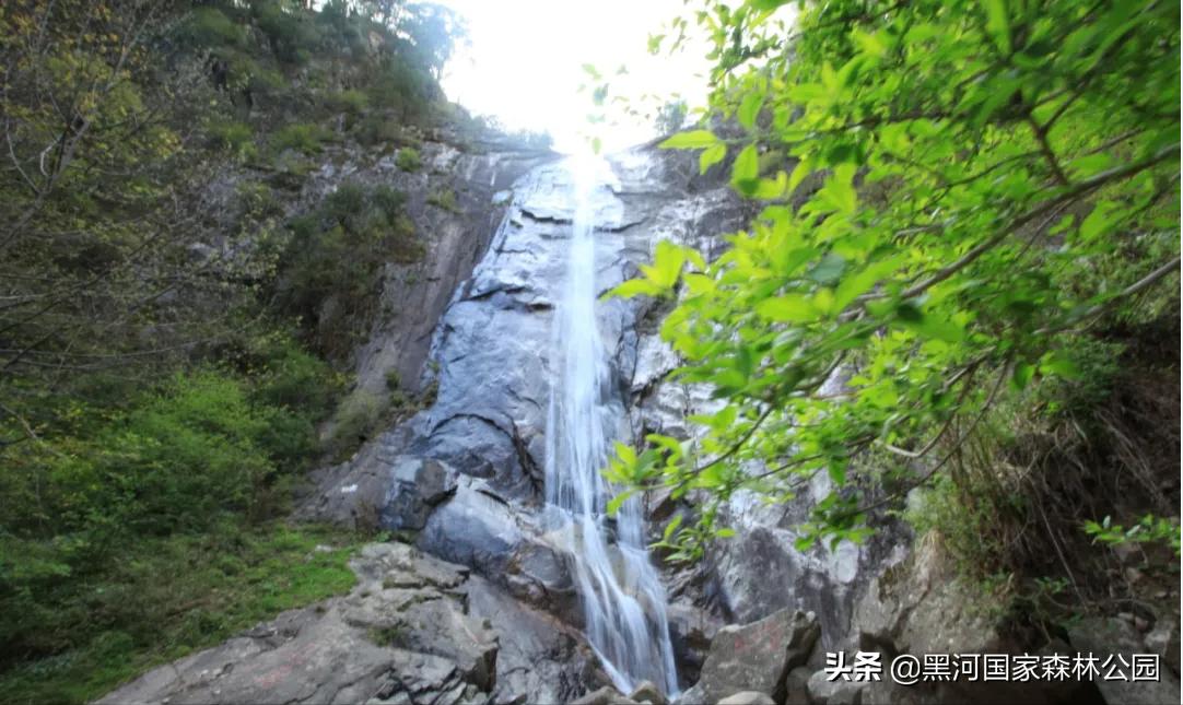 黑河记事——摇钱树的前世今生