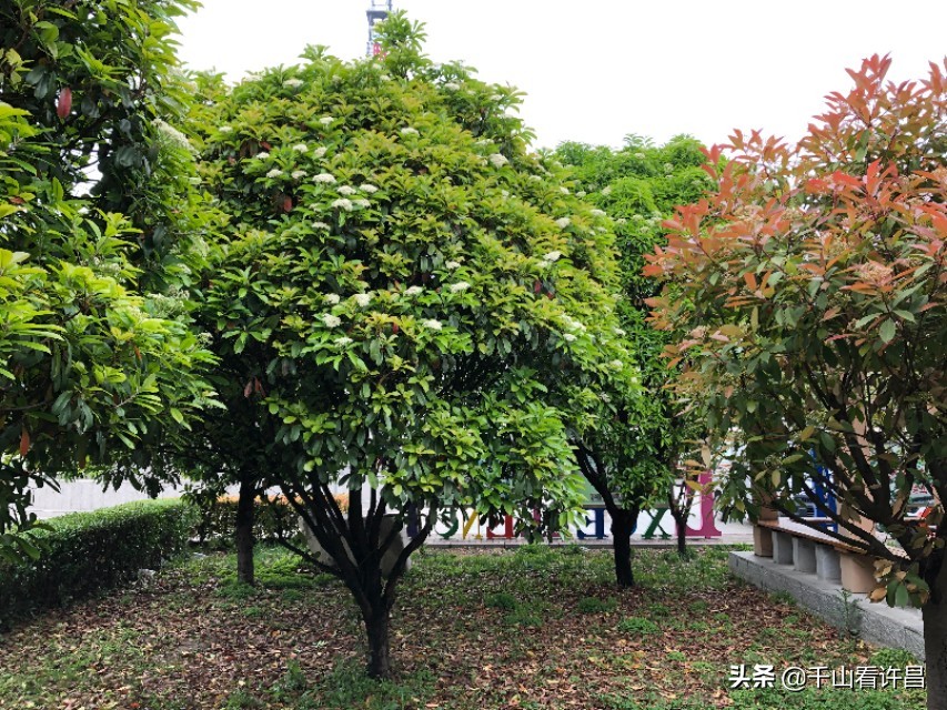 许昌市第一中学平面图,河南省许昌市襄城一中