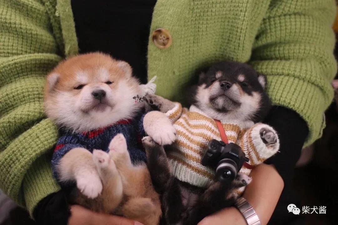 狗市柴犬多少钱一只,宠物狗市价格